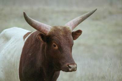 TEXAS LONGHORN2.JPG